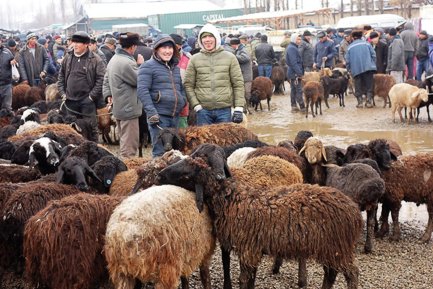 Jalal-Abad City Guide, Animal Market - Kyrgyzstan